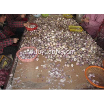 Bawang Putih Solo Yunnan Baru